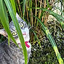 cat, gray_cat, green_eyes, pink_collar, grass, plants, garden, outdoor, nature, foliage, curious, pet, animal, whiskers, rocks, greenery, close_up, mammal, cute, daylight