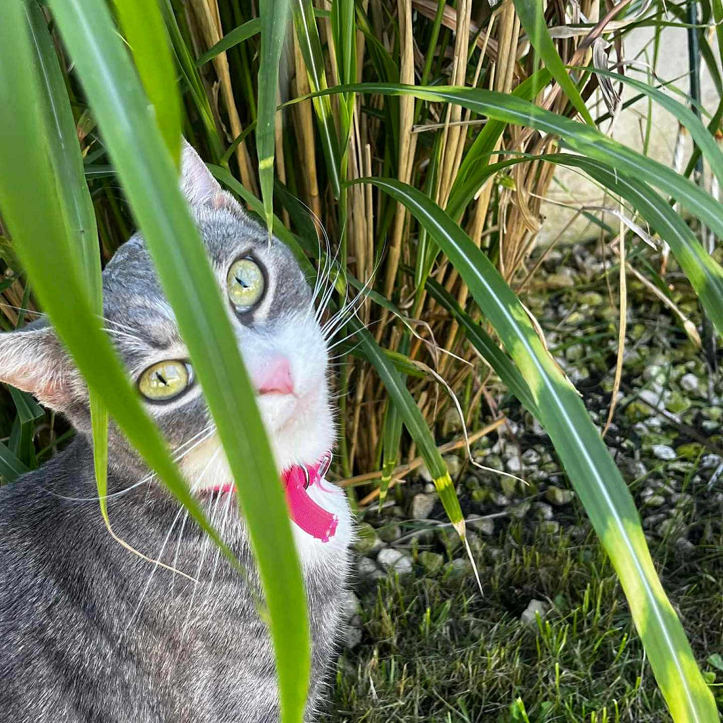 Taïga a rejoint le concours — aidez-le/la à gagner de superbes lots ! animal, cat, close_up, curious, cute, daylight, foliage, garden, grass, gray_cat, green_eyes, greenery, mammal, nature, outdoor, pet, pink_collar, plants, rocks, whiskers