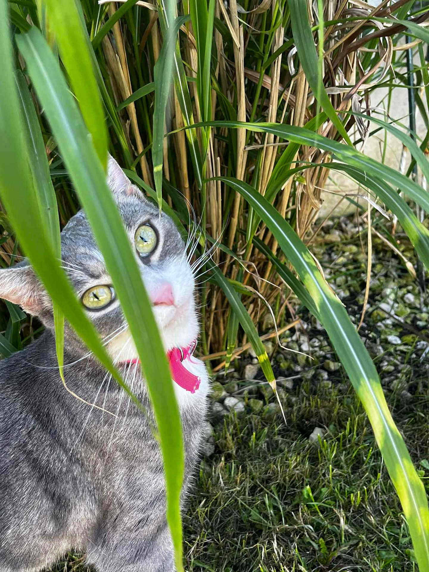 Taïga a rejoint le concours — aidez-le/la à gagner de superbes lots ! cat, gray_cat, green_eyes, pink_collar, grass, plants, garden, outdoor, nature, foliage, curious, pet, animal, whiskers, rocks, greenery, close_up, mammal, cute, daylight