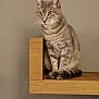 Roger a rejoint le concours — aidez-le/la à gagner de superbes lots ! cat, tabby_cat, wooden_shelf, indoor, pet, feline, striped_fur, perched, curious, animal, whiskers, ears, tail, paws, domestic_cat, looking_away, neutral_background, sitting, close_up, furry