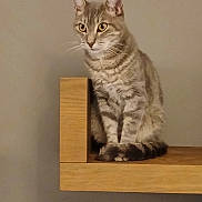 Roger a rejoint le concours — aidez-le/la à gagner de superbes lots ! cat, tabby_cat, wooden_shelf, indoor, pet, feline, striped_fur, perched, curious, animal, whiskers, ears, tail, paws, domestic_cat, looking_away, neutral_background, sitting, close_up, furry