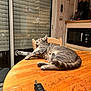 Roger a rejoint le concours — aidez-le/la à gagner de superbes lots ! appliance, blinds, bottle_opener, car_key, cat, chair, coffee_maker, feline, furniture, indoor, keychain, kitchen, microwave, pet, relaxed, sliding_door, stretching, tabby_cat, table, wooden_table