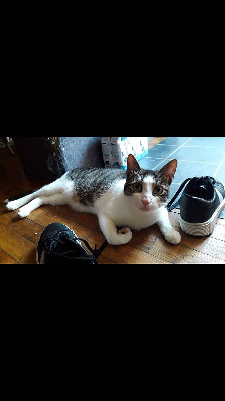 Atlas participe au concours pour gagner de l'argent avec cette photo : aegean_cat, carnivore, cat, domestic_short_haired_cat, ear, european_shorthair, felidae, fur, kitten, leg, paw, photo_caption, photography, polydactyl_cat, sky, small_to_medium_sized_cats, snapshot, square, tail, whiskers