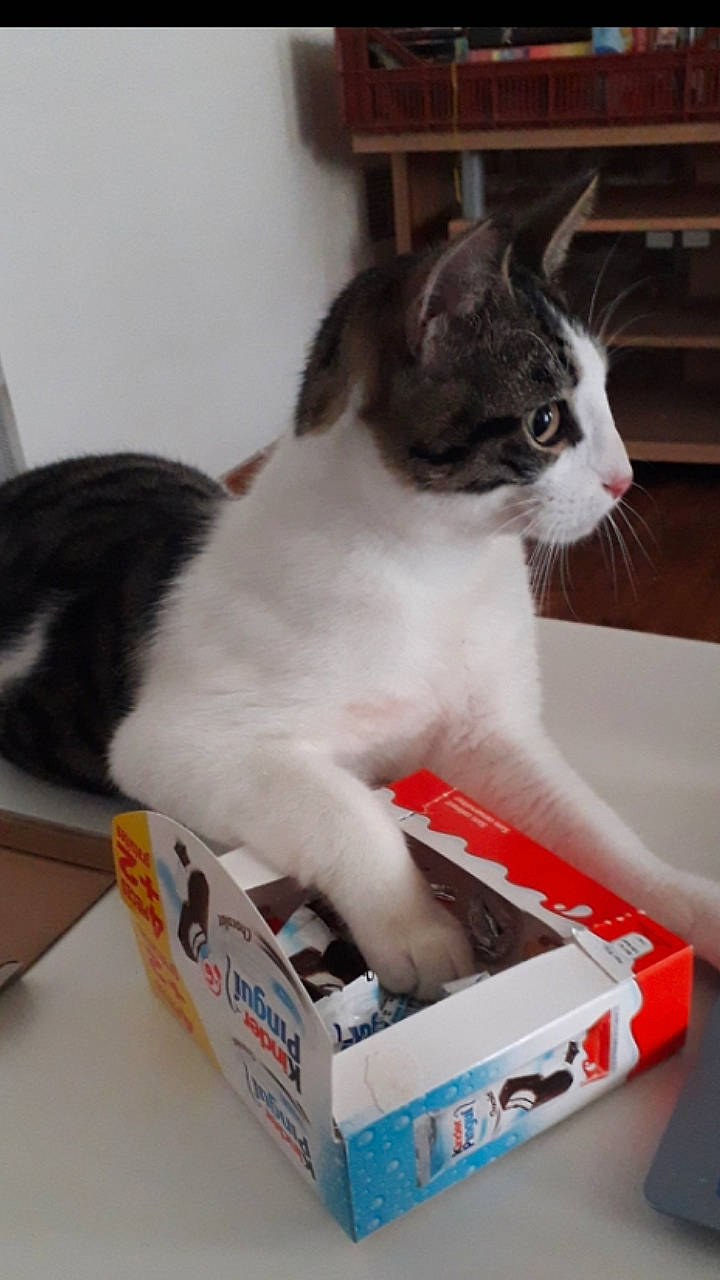 Atlas participe au concours pour gagner de l'argent avec cette photo : aegean_cat, box, carnivore, cat, domestic_short_haired_cat, felidae, kitten, mammal, polydactyl_cat, small_to_medium_sized_cats, tail, whiskers