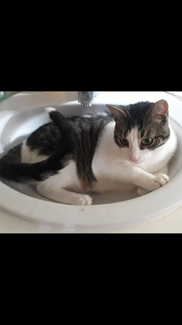 Atlas participe au concours pour gagner de l'argent avec cette photo : american_wirehair, black_and_white, carnivore, cat, domestic_short_haired_cat, european_shorthair, eye, felidae, fur, kitten, photo_caption, photography, polydactyl_cat, sink, small_to_medium_sized_cats, snout, tail, whiskers