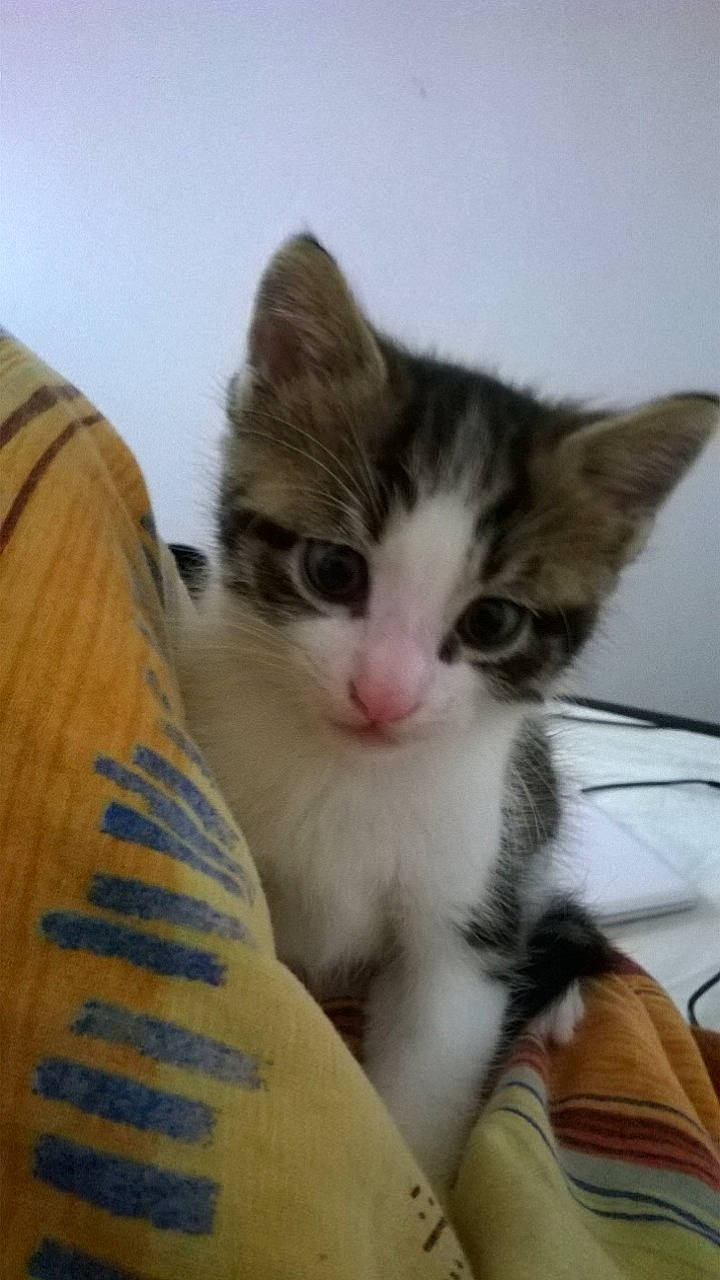 Atlas a rejoint le concours — aidez-le/la à gagner de superbes lots ! aegean_cat, american_wirehair, asian, carnivore, cat, domestic_short_haired_cat, european_shorthair, fawn, felidae, kitten, mammal, munchkin, norwegian_forest_cat, photo_caption, polydactyl_cat, ragamuffin, small_to_medium_sized_cats, turkish_van, whiskers