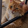 cat, orange_tabby, fluffy_fur, green_eyes, lounging, floor, stone_floor, chair, shadow, sunlight, curious, pet, domestic_cat, whiskers, ears, relaxed, indoor, feline, animal, resting