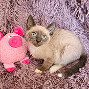 Suki is registered to the contest to win money with this photo: kitten, siamese, cat, blue_eyes, plush_toy, pink_pig, fluffy_blanket, purple, pet, animal, cute, fur, whiskers, playful, indoor, cozy, small, young, sitting, looking