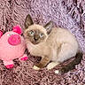kitten, siamese, cat, blue_eyes, plush_toy, pink_pig, fluffy_blanket, purple, pet, animal, cute, fur, whiskers, playful, indoor, cozy, small, young, sitting, looking