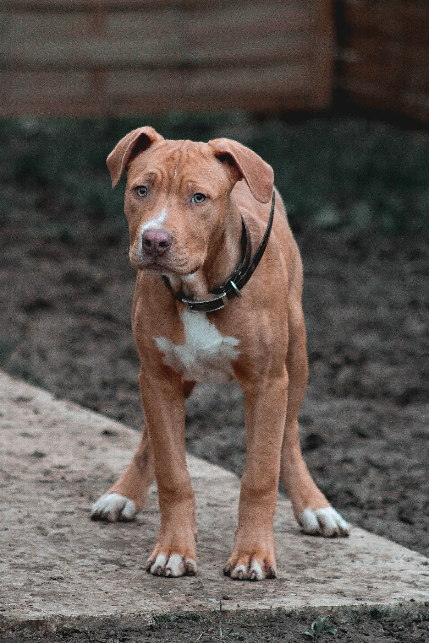 Kaïzer a rejoint le concours — aidez-le/la à gagner de superbes lots ! canidae, carnivore, collar, companion_dog, dog, dog_breed, dog_collar, dog_supply, ear, fawn, hound, liver, pet_supply, sporting_group, tail, terrestrial_animal, whiskers, wood, working_animal, working_dog