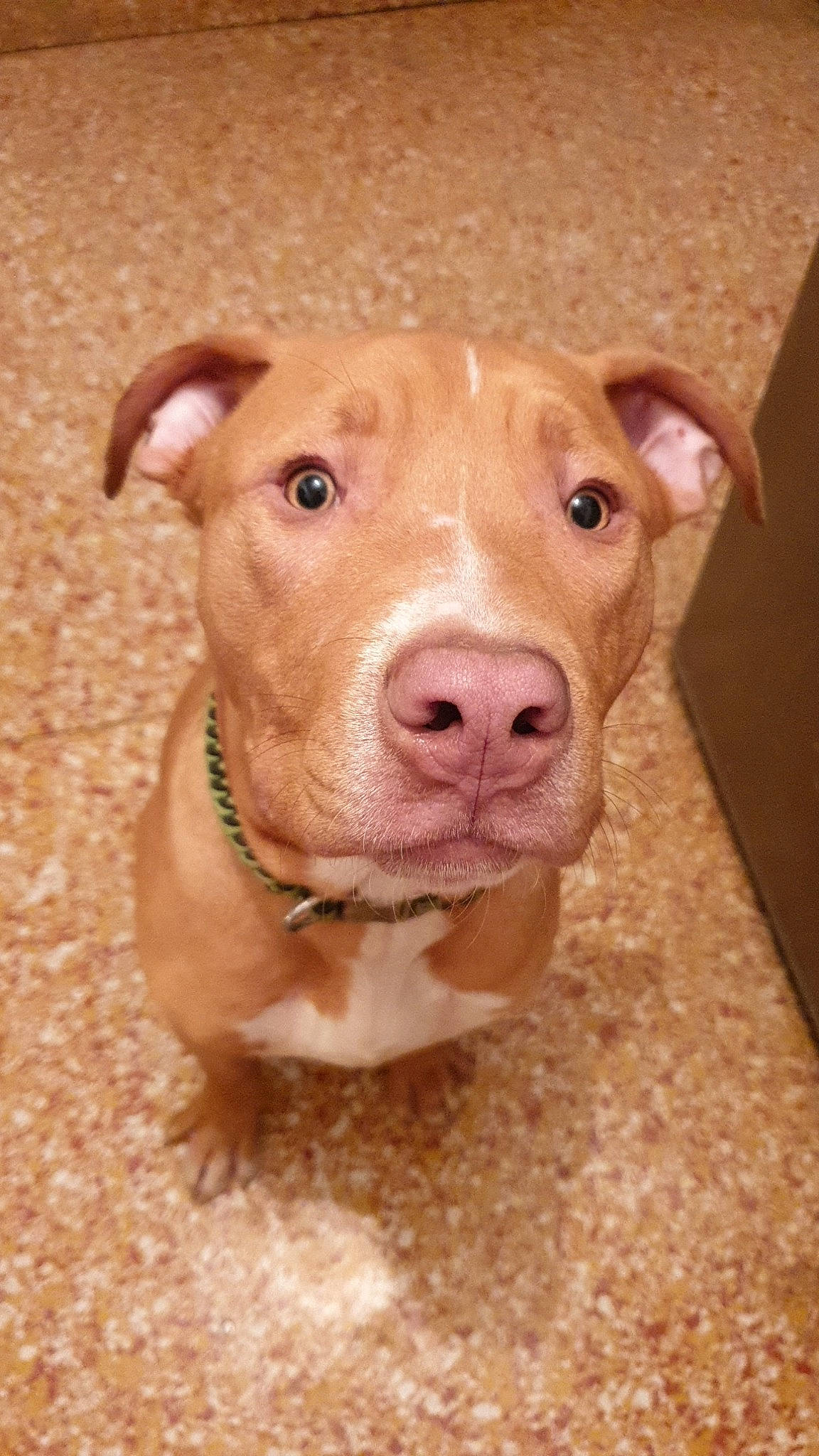 Kaïzer a rejoint le concours — aidez-le/la à gagner de superbes lots ! canidae, carnivore, companion_dog, dog, dog_breed, fawn, fur, liver, non_sporting_group, pet_supply, snout, sporting_group, terrestrial_animal, whiskers, wood, working_animal