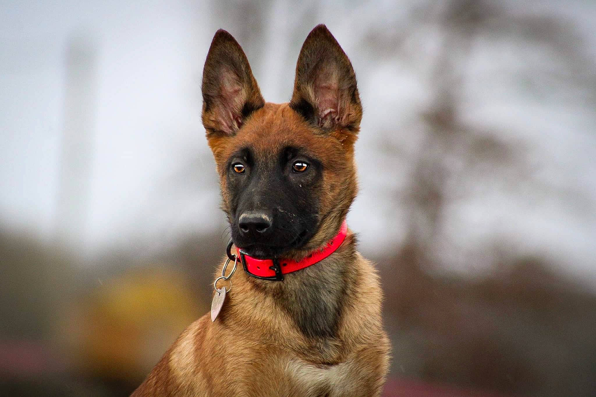 Naïko participe au concours pour gagner de l'argent avec cette photo : ancient_dog_breeds, canidae, carnivore, collar, companion_dog, dog, dog_breed, fawn, fur, snout, sporting_group, terrestrial_animal, whiskers, wildlife, working_animal, working_dog