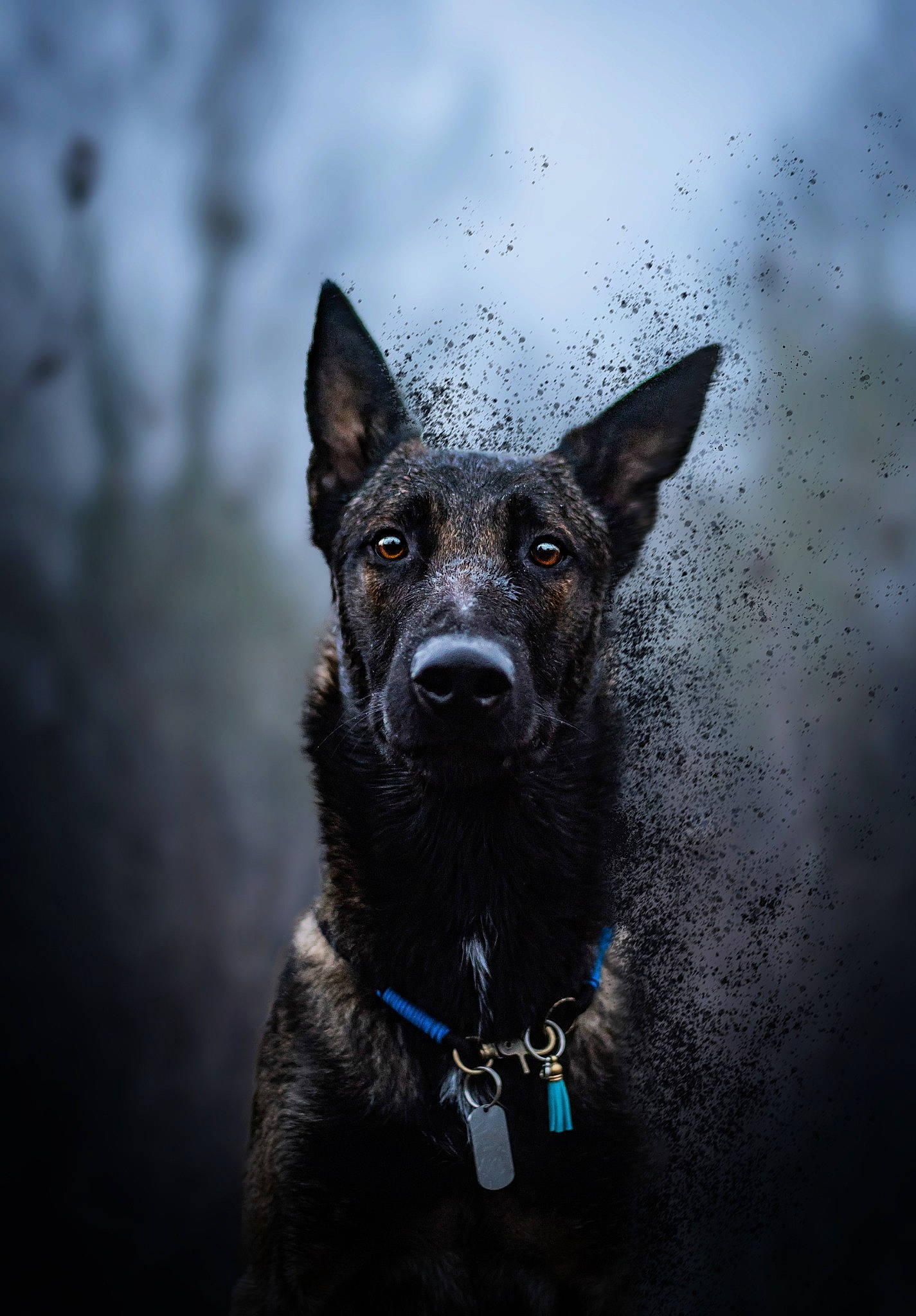 Naïko a rejoint le concours — aidez-le/la à gagner de superbes lots ! bicycle, canidae, carnivore, collar, dog, dog_breed, dog_collar, electric_blue, fur, guard_dog, herding_dog, non_sporting_group, snout, sporting_group, whiskers, winter, working_animal, working_dog