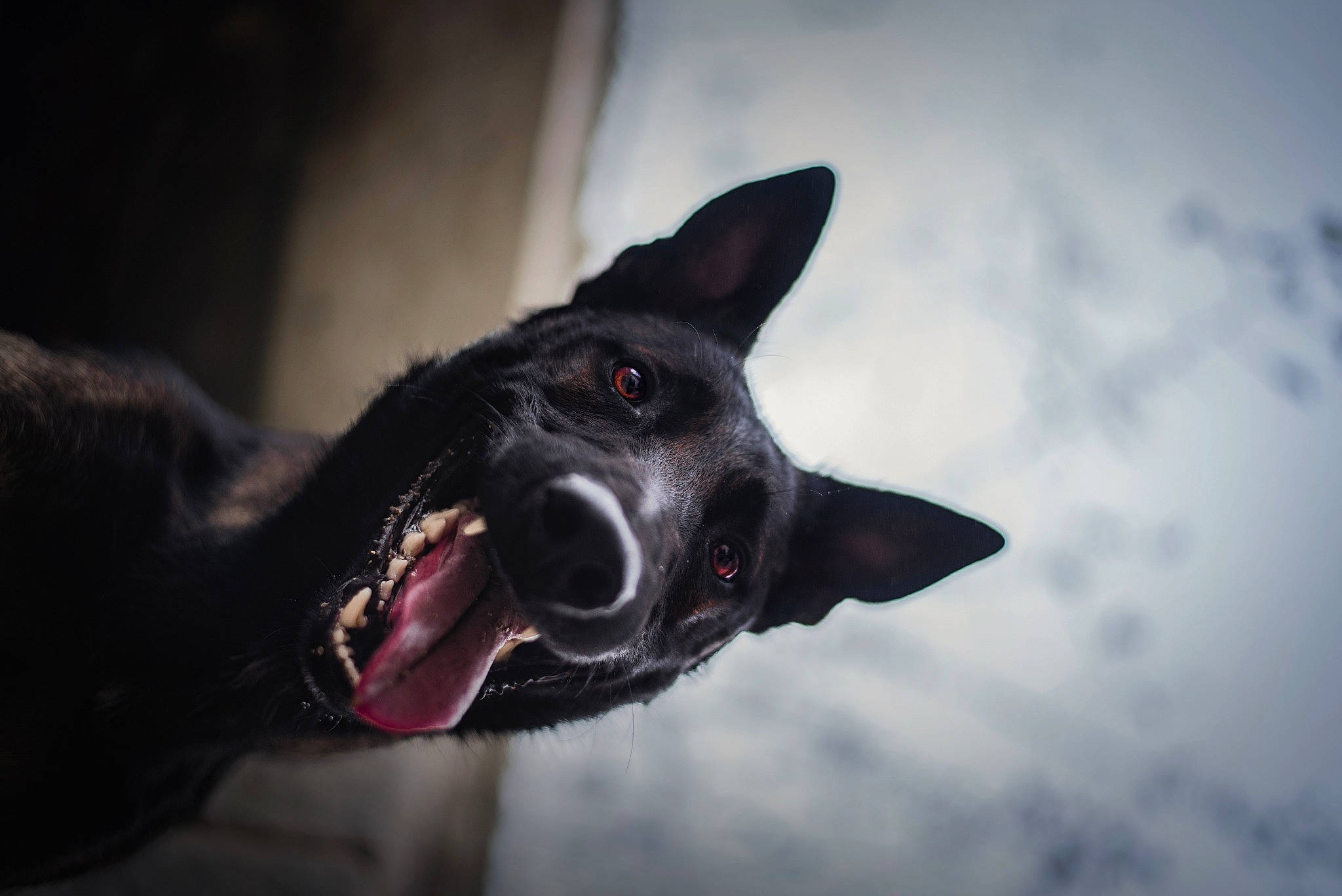 Naïko participe au concours pour gagner de l'argent avec cette photo : canidae, carmine, carnivore, cloud, collar, companion_dog, dog, dog_breed, fang, flash_photography, fur, guard_dog, non_sporting_group, snout, sporting_group, whiskers, working_animal, working_dog