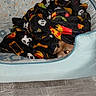 Mickey joined the competition — help win amazing prizes! dog, blanket, pet_bed, floor, indoor, cozy, peeking, animal, furry, skull_pattern, pizza_pattern, black_blanket, light_blue, tile_floor, cute, resting, hidden, small_dog, flash_reflection, home