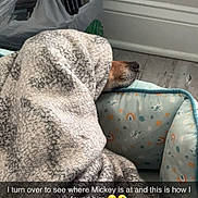 Mickey is registered to the contest to win money with this photo: dog, blanket, bed, snuggled, cozy, indoor, nose, resting, sleeping, cute, pet, animal, home, fabric, colorful, pattern, wall, floor, relaxed, funny