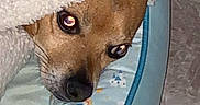 Mickey is registered to the contest to win money with this photo: dog, blanket, pet_bed, indoor, cozy, brown_dog, closeup, flash_reflection, animal, cute, resting, snuggled, soft_texture, floor, home, small_dog, portrait, looking, comfort, relaxed