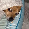 dog, blanket, pet_bed, indoor, cozy, brown_dog, closeup, flash_reflection, animal, cute, resting, snuggled, soft_texture, floor, home, small_dog, portrait, looking, comfort, relaxed