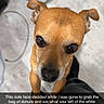 Mickey joined the competition — help win amazing prizes! dog, small_dog, brown_dog, pet, indoor, floor, laundry_basket, cable, looking_up, cute, animal, domestic_animal, expression, snout, ears, whiskers, close_up, text_overlay, caption, playful