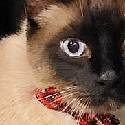 Peter participe au concours pour gagner de l'argent avec cette photo : cat, siamese_cat, close_up, blue_eyes, bow_tie, whiskers, fur, pet, animal, indoor, curious, portrait, face, cute, domestic_cat, feline, mammal, collar, closeup