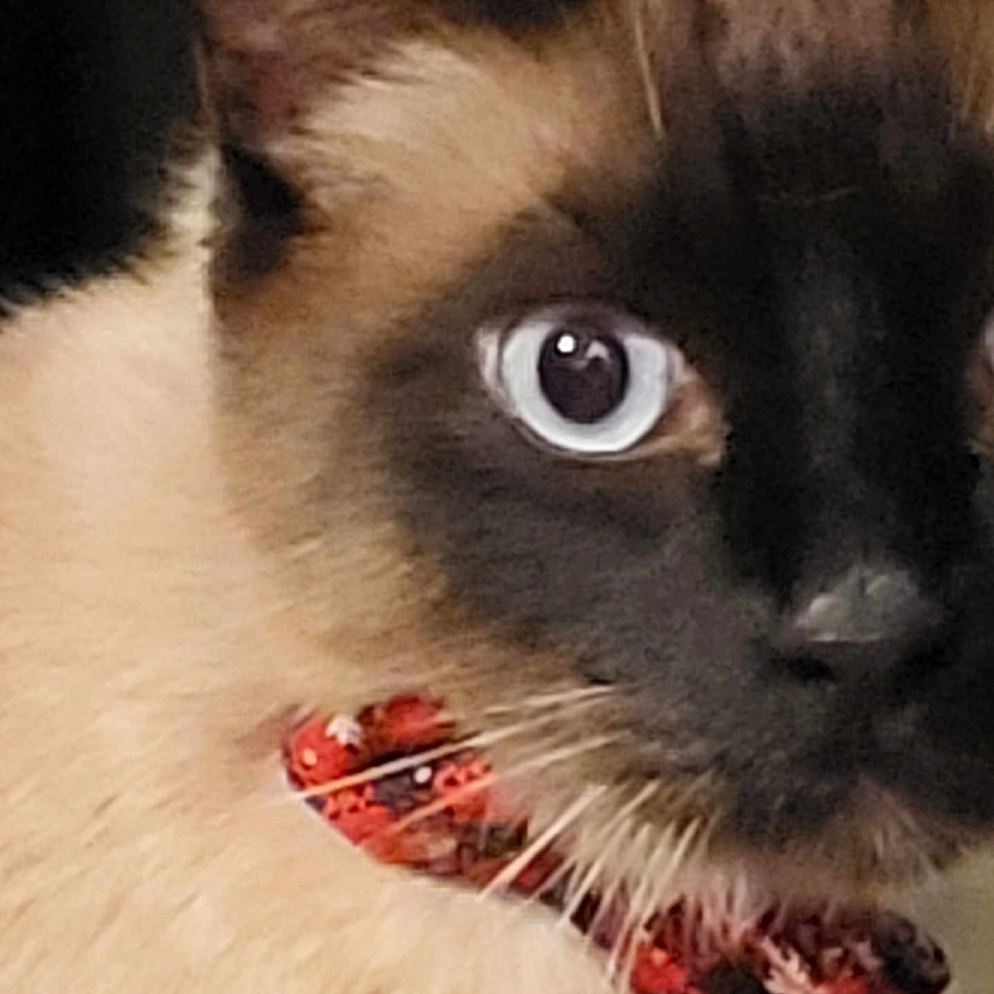 Peter participe au concours pour gagner de l'argent avec cette photo : animal, blue_eyes, bow_tie, cat, close_up, closeup, collar, curious, cute, domestic_cat, face, feline, fur, indoor, mammal, pet, portrait, siamese_cat, whiskers