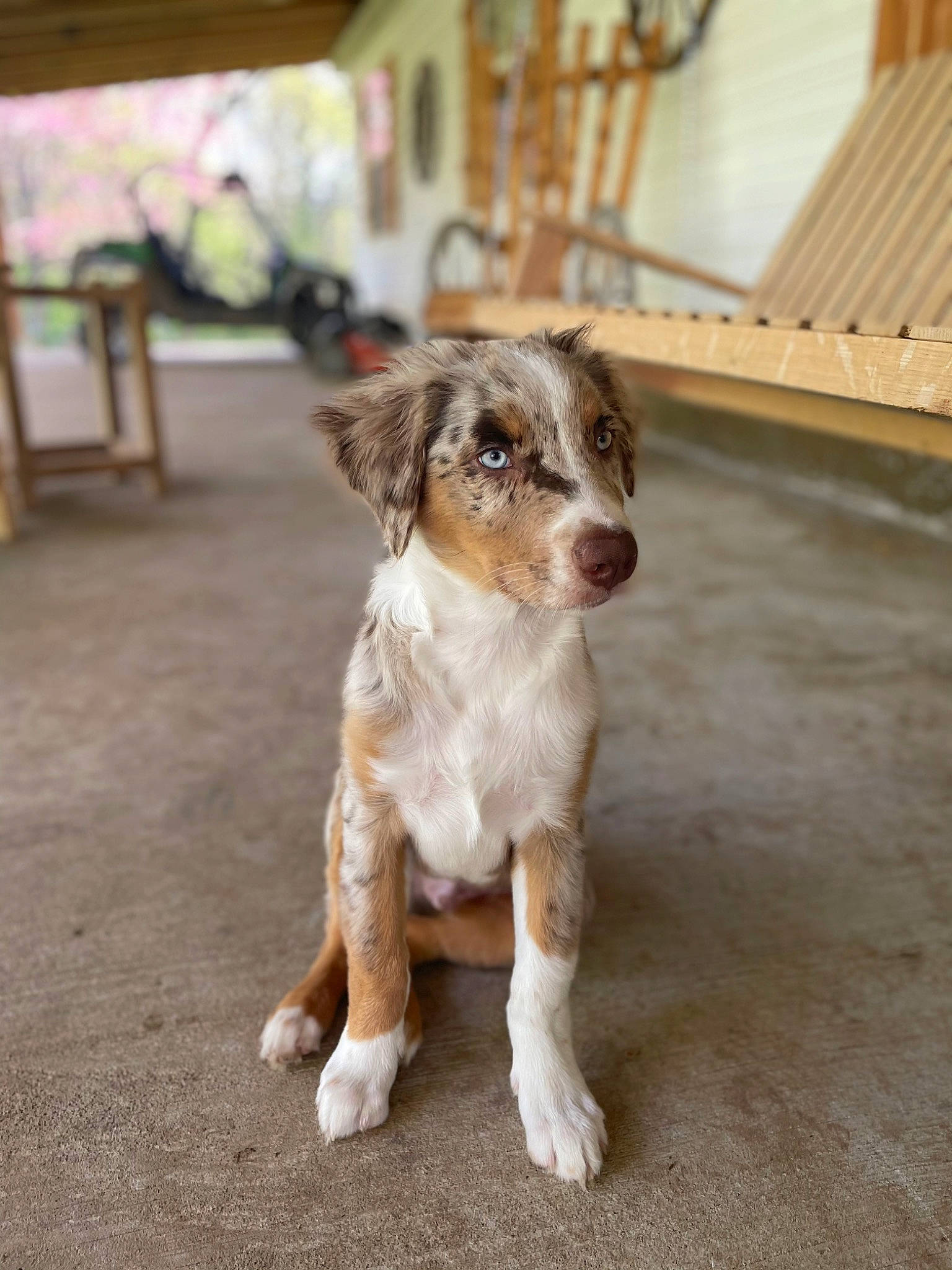 Colt joined the competition — help win amazing prizes! canidae, carnivore, companion_dog, dog, floor, flooring, fur, hardwood, paw, puppy, road_surface, spaniel, street_dog, terrestrial_animal, terrier, toy_dog, whiskers, wood, working_animal