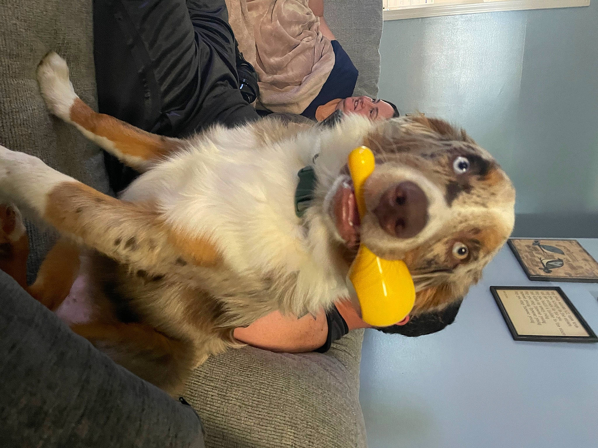 Colt is registered to the contest to win money with this photo: ball, canidae, carnivore, chair, claw, companion_dog, dog, dog_breed, fawn, felidae, fun, fur, paw, puppy, small_to_medium_sized_cats, snout, sporting_group, stuffed_toy, toy, whiskers