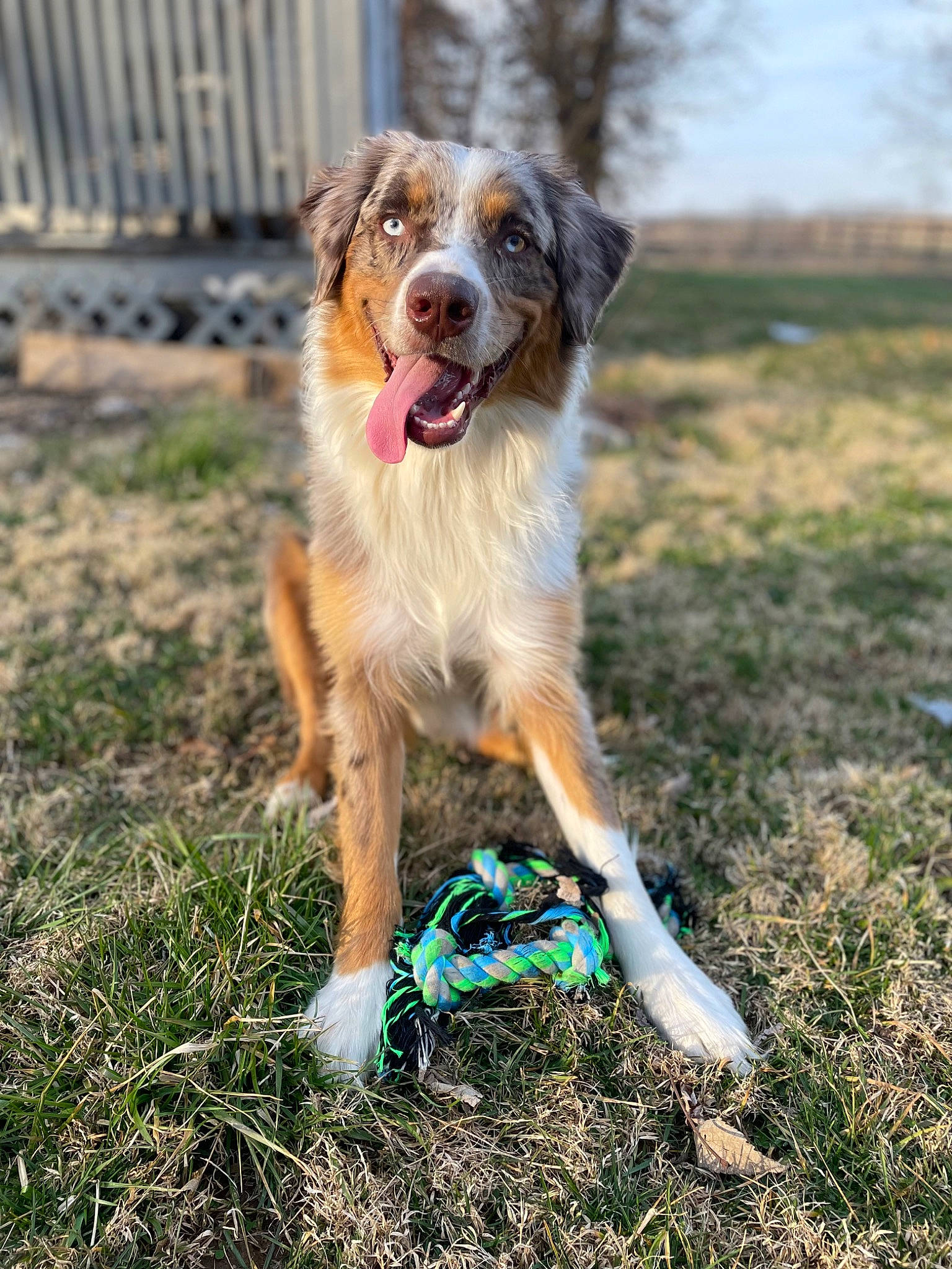 Colt is registered to the contest to win money with this photo: canidae, carnivore, companion_dog, dog, dog_breed, fawn, fence, grass, grassland, plant, sky, snout, soil, sporting_group, tail, tree, working_dog