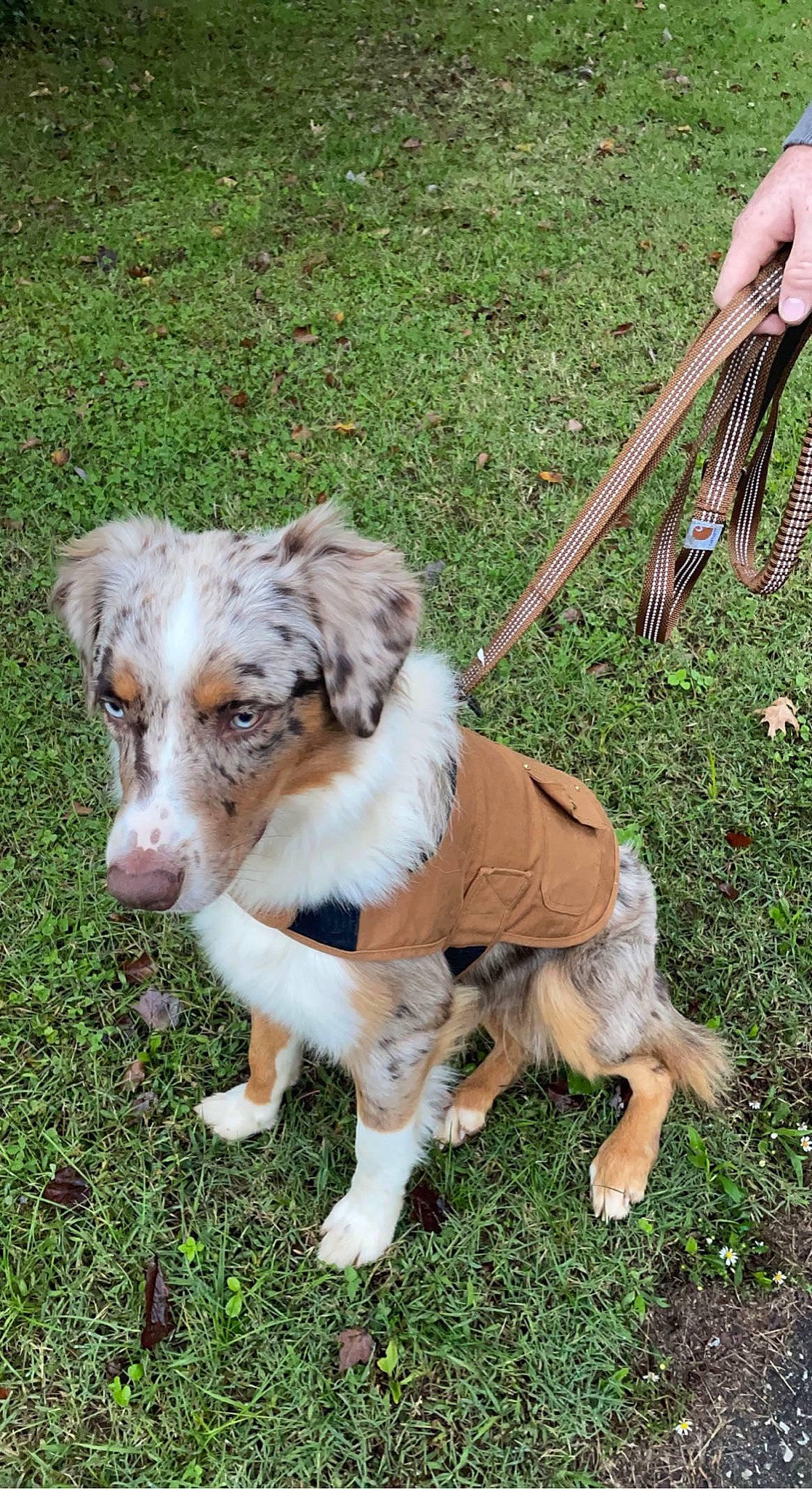 Colt is registered to the contest to win money with this photo: ancient_dog_breeds, australian_collie, border_collie, canidae, carnivore, companion_dog, dog, dog_breed, fur, grass, gun_dog, herding_dog, plant, snout, sporting_group, tail, terrestrial_animal, working_animal, working_dog