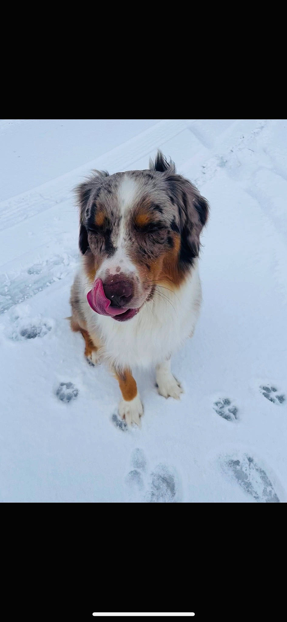 Colt is registered to the contest to win money with this photo: australian_shepherd, canidae, carnivore, companion_dog, dog, dog_breed, freezing, fur, herding_dog, plant, puppy, snout, snow, sporting_group, winter, working_dog