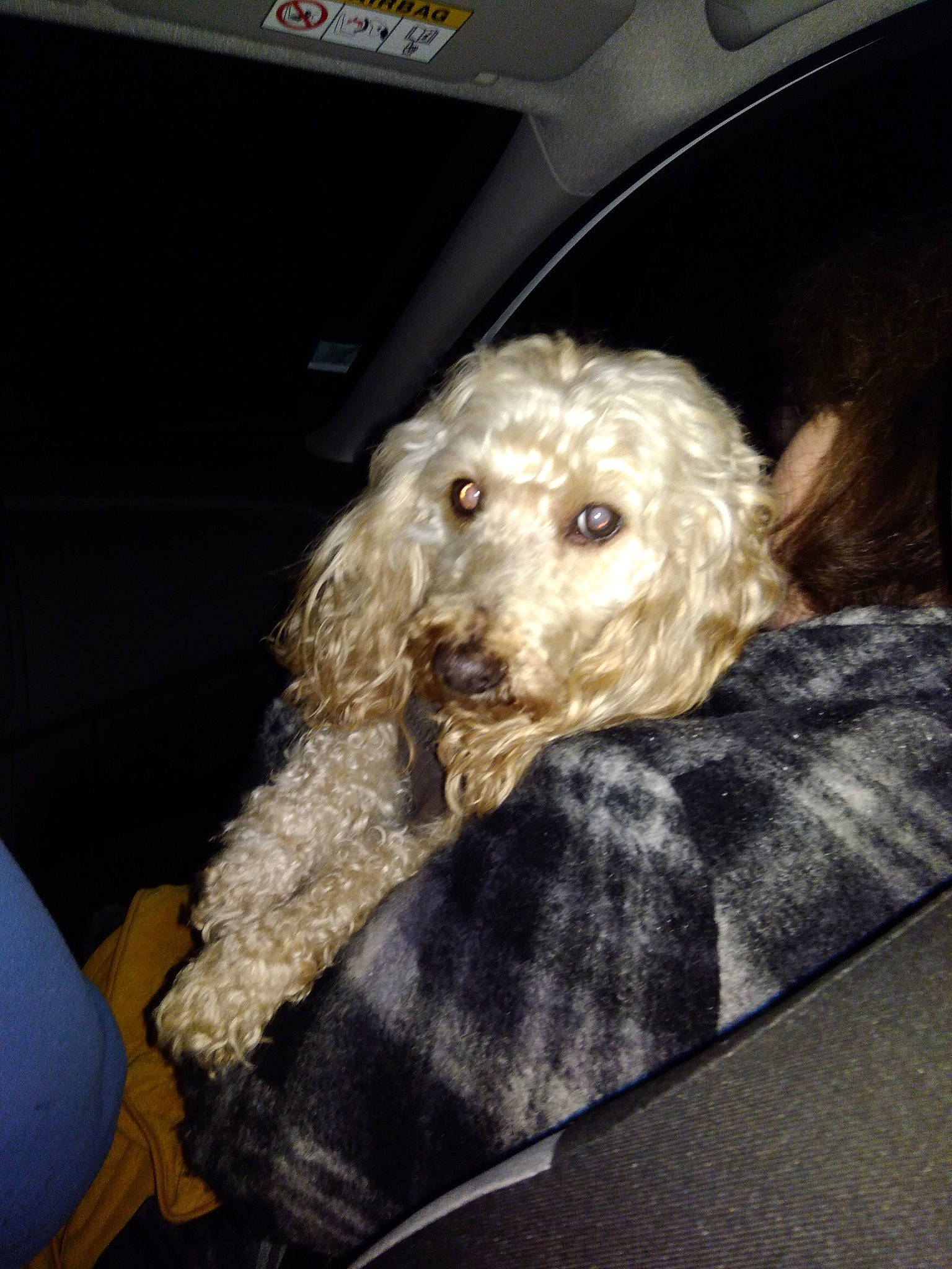 Vladi participe au concours pour gagner de l'argent avec cette photo : canidae, car_seat, car_seat_cover, carnivore, comfort, companion_dog, dog, dog_breed, family_car, fur, goldendoodle, labradoodle, poodle, seat_belt, snout, spaniel, sporting_group, terrier, toy_dog, vehicle_door