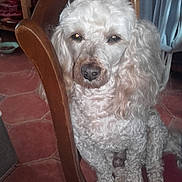 Vladi a rejoint le concours — aidez-le/la à gagner de superbes lots ! dog, white_dog, curly_hair, pet, indoor, chair, wooden_chair, red_cushion, floor_tiles, fur, animal, sitting, looking, closeup, household, cozy, expression, eyes, nose, ears