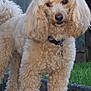 dog, poodle, curly_fur, pet, outdoor, garden, grass, collar, animal, canine, fence, curious, fluffy, mammal, domestic_animal, portrait, standing, friendly, closeup, nature