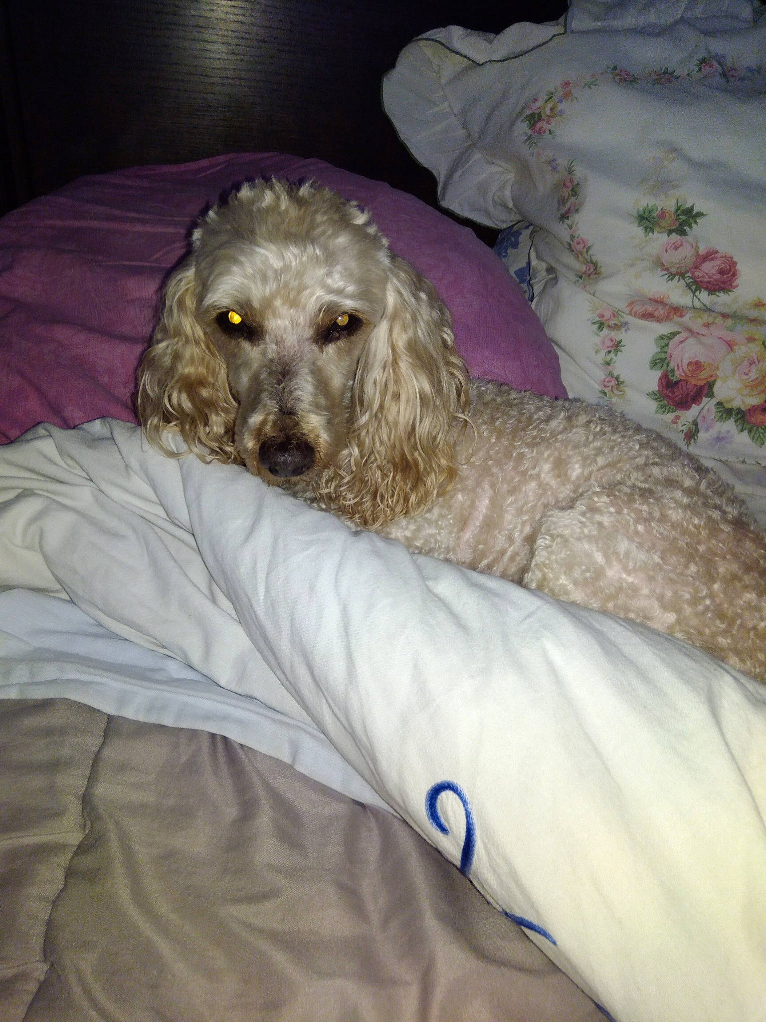 Vladi participe au concours pour gagner de l'argent avec cette photo : borzoi, canidae, carnivore, comfort, companion_dog, dog, dog_breed, fawn, fur, sighthound, snout, sporting_group, terrestrial_animal, working_animal