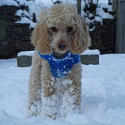 Vivic participe au concours pour gagner de l'argent avec cette photo : dog, poodle, snow, blue_sweater, curly_fur, outdoor, winter, snowballs, animal, pet, cold, frozen, fur, canine, nature, snowy_ground, playful, cute, standing, background