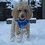 dog, poodle, snow, blue_sweater, curly_fur, outdoor, winter, snowballs, animal, pet, cold, frozen, fur, canine, nature, snowy_ground, playful, cute, standing, background