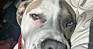 Bruno joined the competition — help win amazing prizes! dog, pit_bull, close_up, face, muzzle, nose, eyes, sleepy, relaxed, pet, collar, red_collar, short_hair, gray_fur, white_fur, brown_fur, person, car_interior, cuddling, portrait