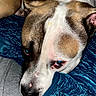 Bruno is registered to the contest to win money with this photo: dog, pet, sleeping, resting, close_up, portrait, face, eyes, nose, ear, short_hair, brown_and_white, blue_blanket, quilt, bed, cozy, indoors, relaxed, cuddly, photography
