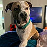 dog, boxer_dog, pet, portrait, sitting, indoors, bed, blanket, collar, tag, short_hair, brown_and_white, black_mask, floppy_ears, large_dog, looking_at_camera, living_room, television, cozy, animal