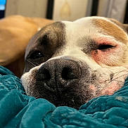 Bruno is registered to the contest to win money with this photo: dog, pet, animal, close_up, nose, snout, sleeping, sleepy, relaxed, blanket, blue_blanket, brown_and_white, wrinkled, short_fur, eye, whiskers, indoor, bed, cozy, portrait