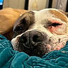dog, pet, animal, close_up, nose, snout, sleeping, sleepy, relaxed, blanket, blue_blanket, brown_and_white, wrinkled, short_fur, eye, whiskers, indoor, bed, cozy, portrait