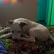 Pepper joined the competition — help win amazing prizes! dog, white_dog, brown_patch, lying_down, blanket, leaf_pattern, indoor, string_lights, clock, wall, door, floor, pet, animal, cozy, relaxed, cute, mammal, bedroom, decor