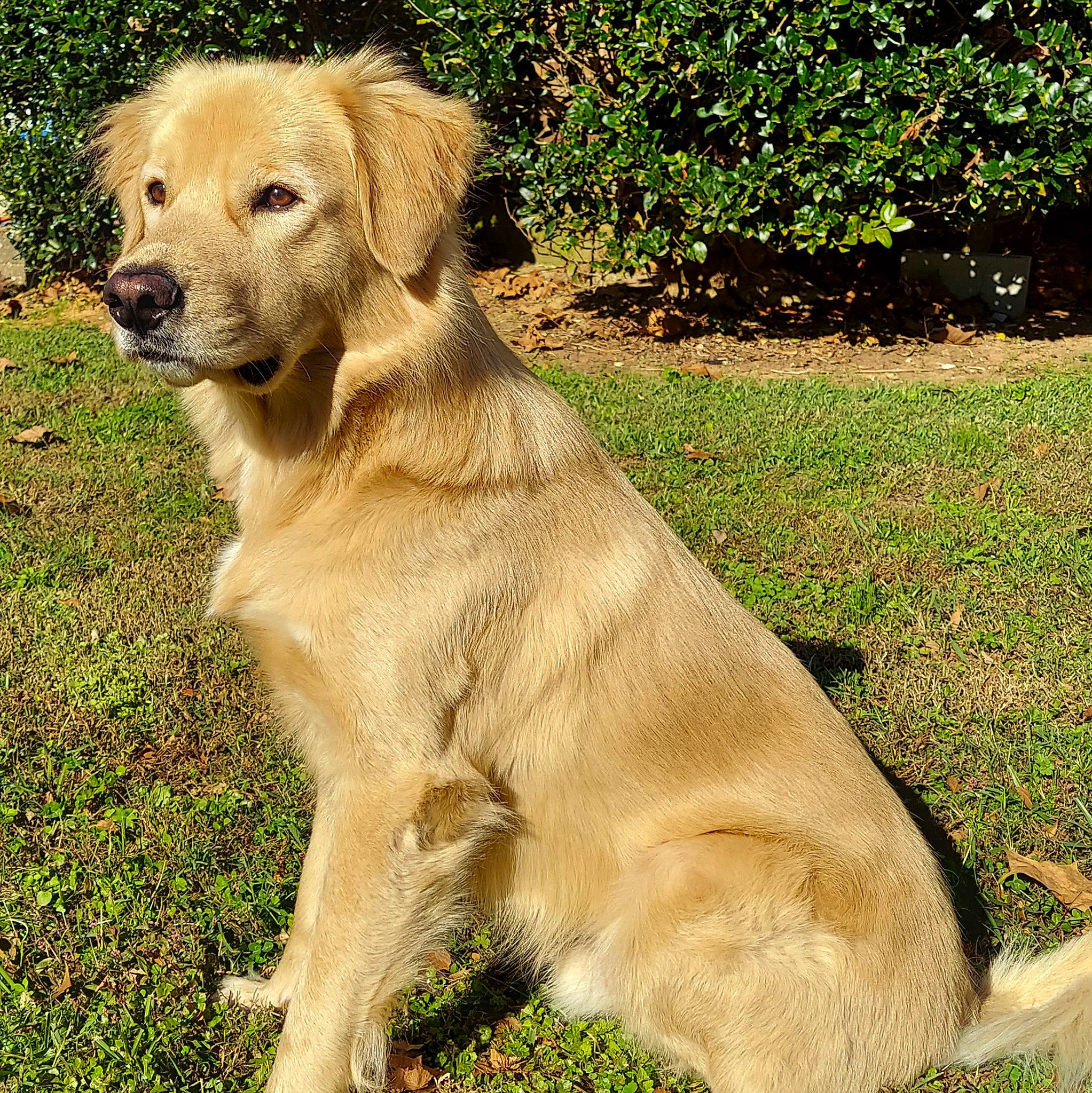 Casper is registered to the contest to win money with this photo: canidae, carnivore, companion_dog, dog, dog_breed, fawn, fur, groundcover, gun_dog, liver, retriever, skin, snout, sporting_group, tail, terrestrial_animal, whiskers, working_animal