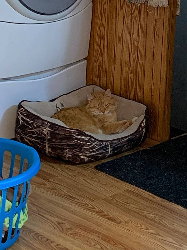 Red is registered to the contest to win money with this photo: basket, carnivore, cat, cat_supply, clothes_dryer, comfort, fawn, felidae, floor, flooring, hardwood, home_appliance, laundry, laundry_room, pet_supply, small_to_medium_sized_cats, table, washing_machine, whiskers, wood