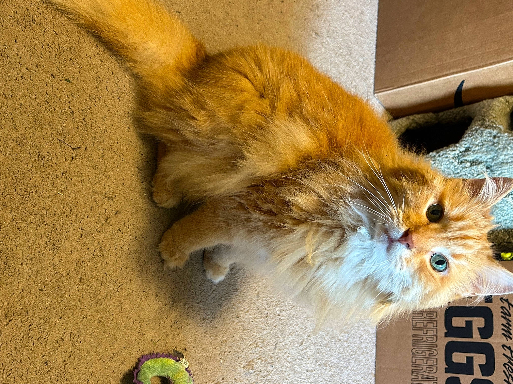 Red is registered to the contest to win money with this photo: box, carnivore, cat, claw, companion_dog, fawn, felidae, flooring, font, fur, paw, photo_caption, small_to_medium_sized_cats, snout, soil, tail, terrestrial_animal, whiskers