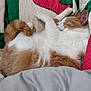 Poncho joined the competition — help win amazing prizes! accessories, animal, architecture, blanket, building, cat, chair, couch, cushion, formalwear, furniture, homedecor, indoors, kitten, linen, livingroom, manx, pet, room, tie