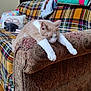 Poncho is registered to the contest to win money with this photo: animal, architecture, armchair, bed, building, cat, chair, couch, cushion, furniture, homedecor, indoors, interiordesign, linen, livingroom, manx, person, pet, pillow, room