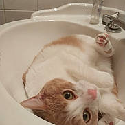 Poncho joined the competition — help win amazing prizes! animal, basin, bathing, bathtub, cat, face, head, indoors, kitten, manx, person, pet, photography, plant, portrait, pottedplant, sink, sinkfaucet, tap, tub