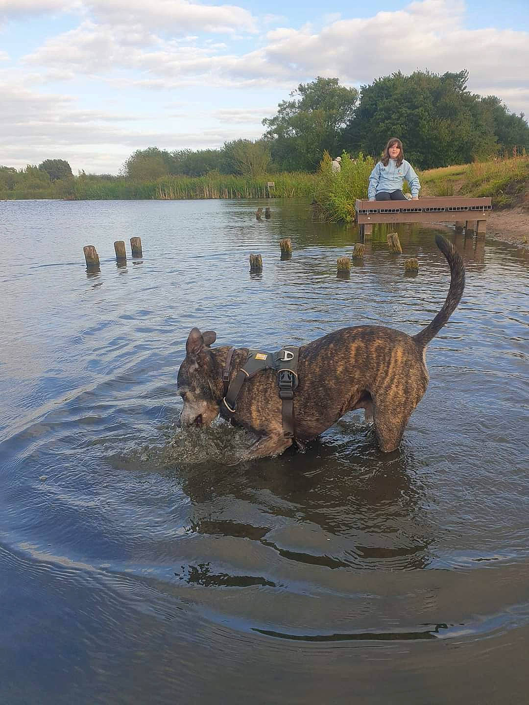 Ziggy joined the competition — help win amazing prizes! canidae, carnivore, cloud, dog, dog_breed, guard_dog, lacustrine_plain, lake, natural_landscape, plant, reservoir, sky, sporting_group, tail, terrestrial_animal, tree, water, wetland, wildlife, working_animal