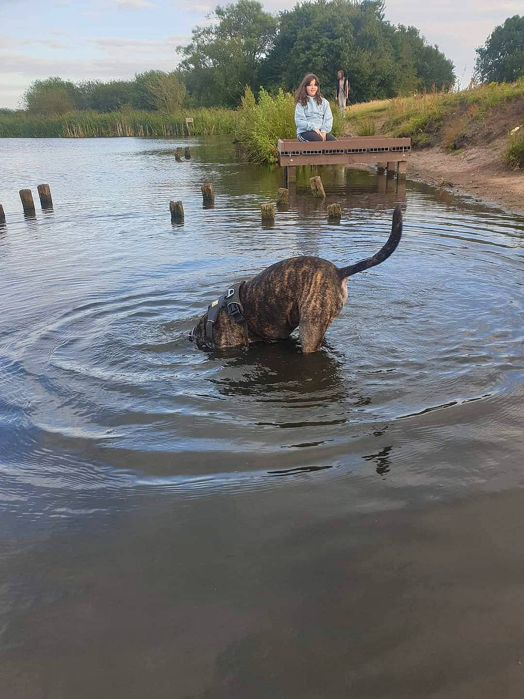 Ziggy is registered to the contest to win money with this photo: carnivore, cloud, dog, dog_breed, event, lake, plant, recreation, reservoir, sky, sporting_group, terrestrial_animal, tidal_marsh, tree, water, water_resources, watercourse, wetland, wildlife, working_animal